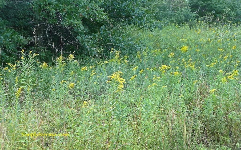 Lake Elmo Park Reserve