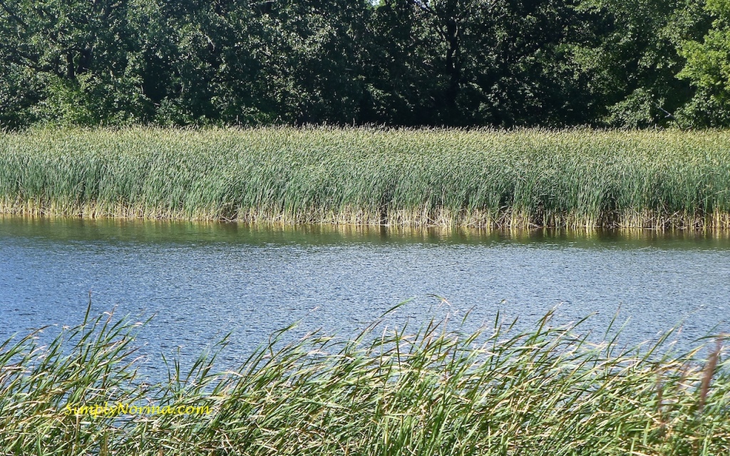 Lake Elmo Park Reserve