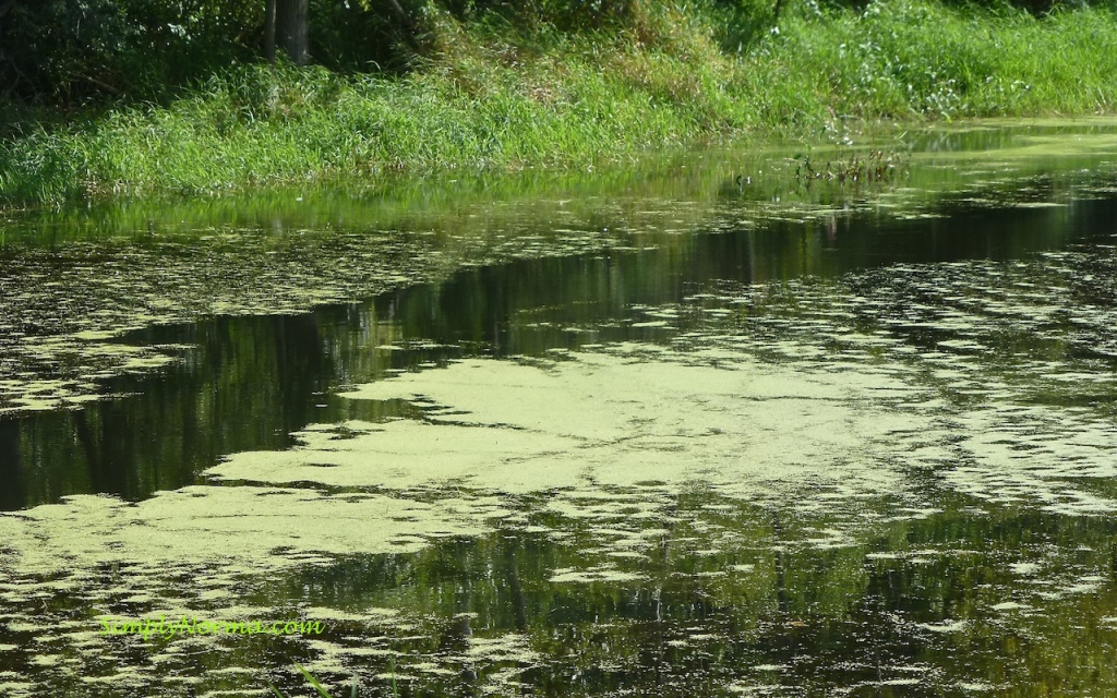 Lake Elmo Park Reserve