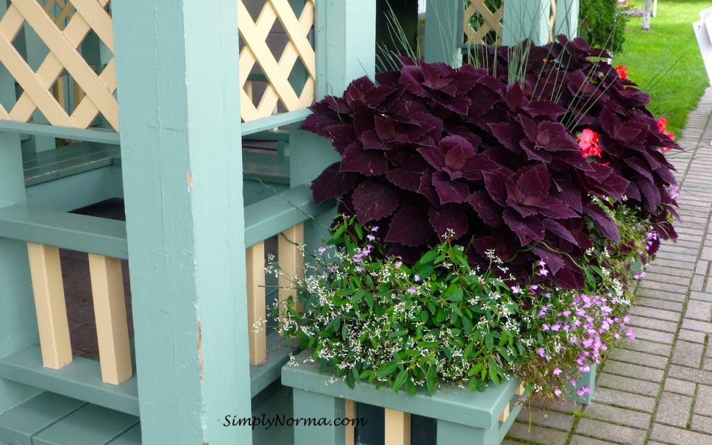 Flowers, Mackinac Island, Michigan