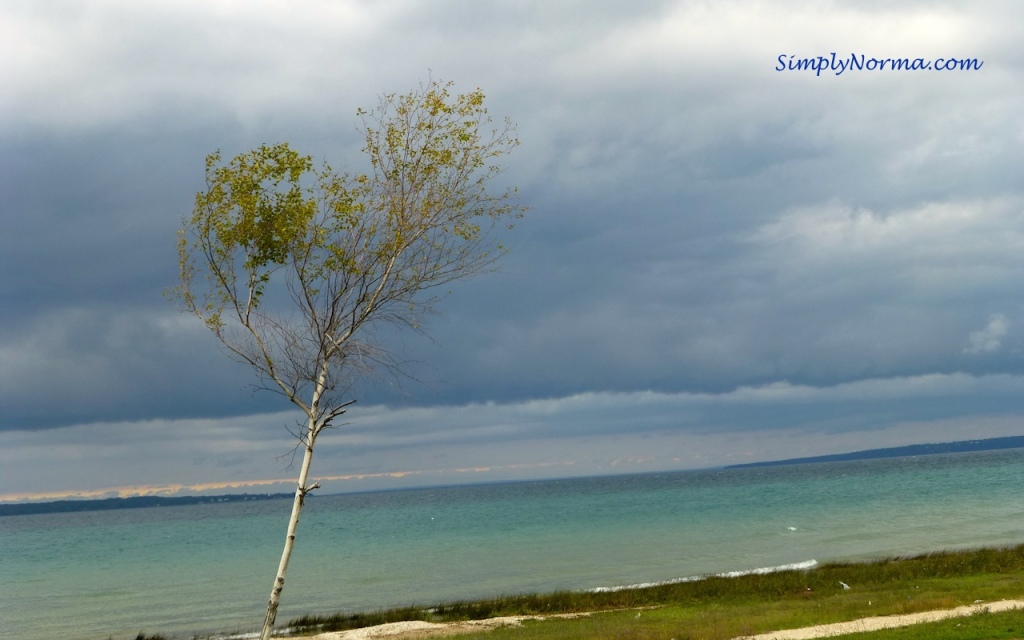 Tree, Lake Huron, Mackinaw City, Michigan