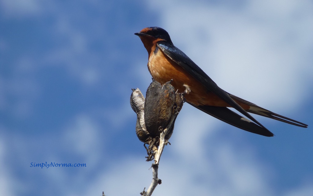 Barn Swallow, New Mexico