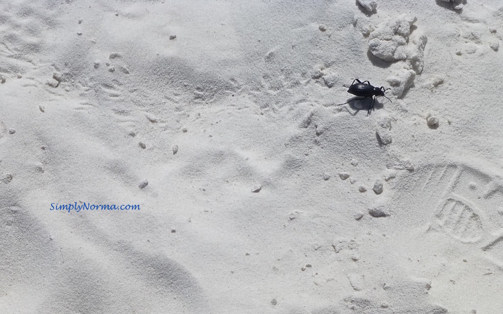 Darkling Beetle, White Sands National Park, New Mexico