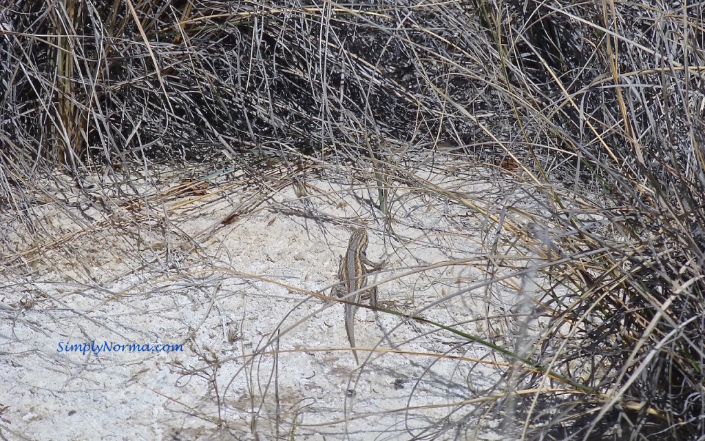 Lizard, White Sands National Park, New Mexico