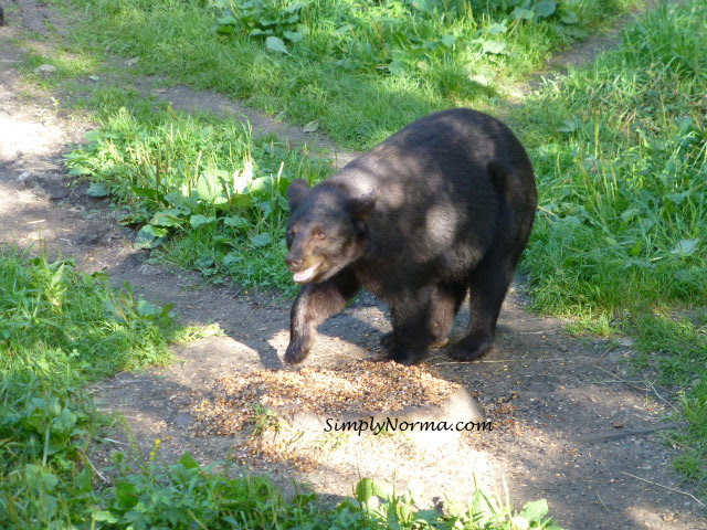 Bear, Vince Shute Wildlife Sanctuary