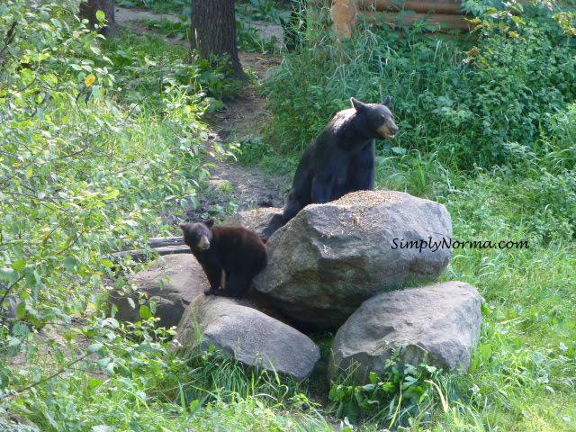 Bear, Vince Shute Wildlife Sanctuary